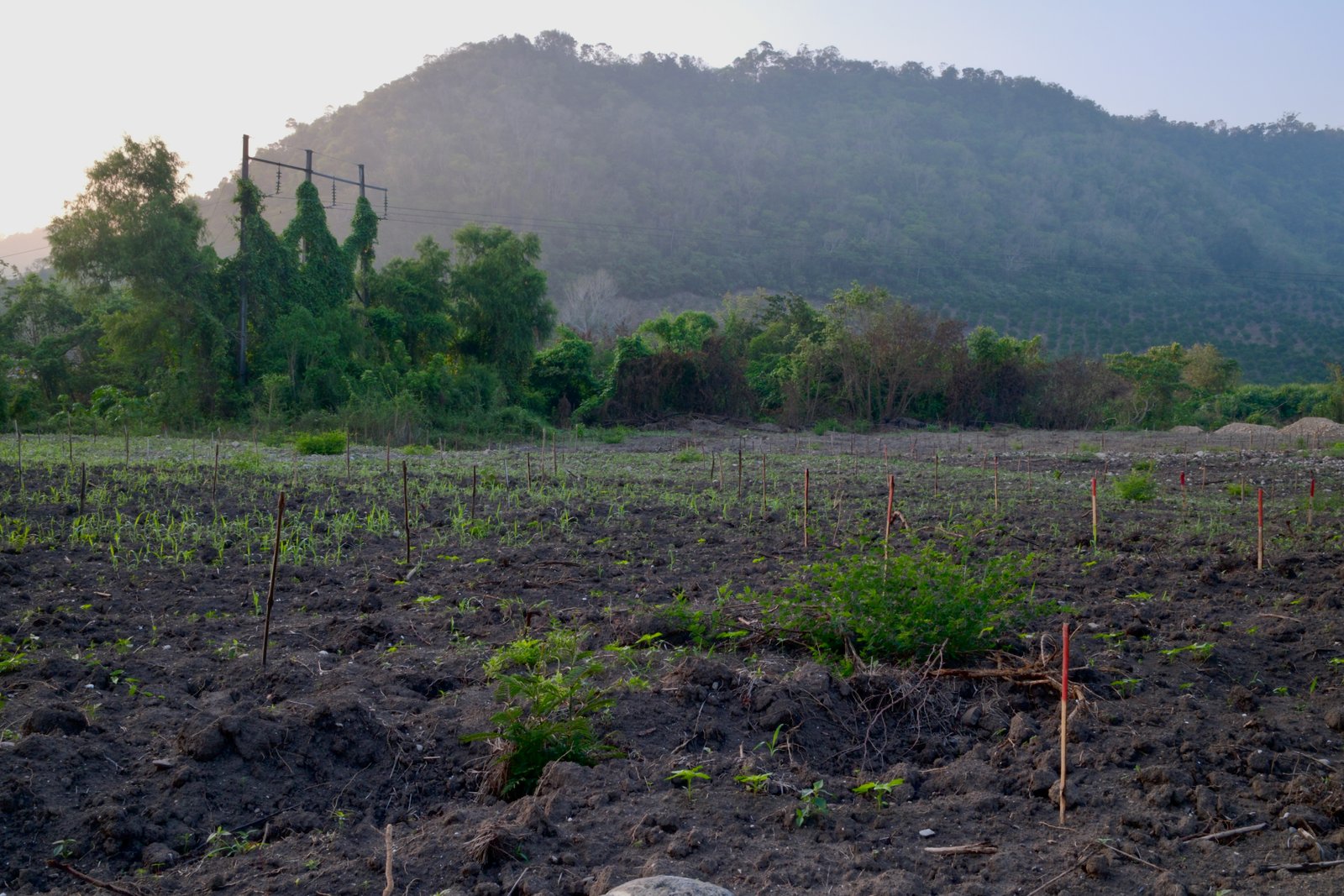 Parcela al inicio del establecimiento