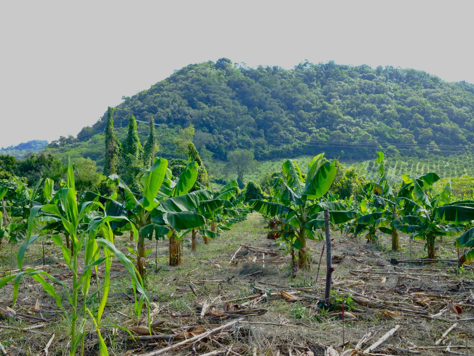 Parcela regenerada actualmente