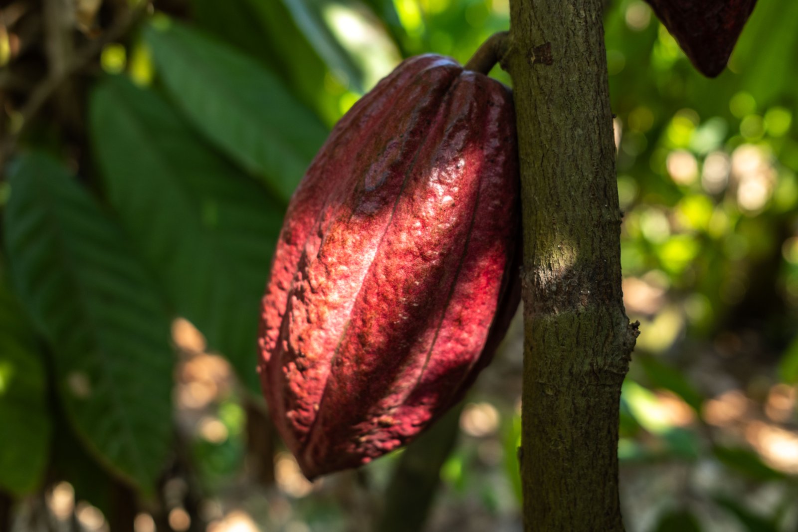 Cacao Agroforestal