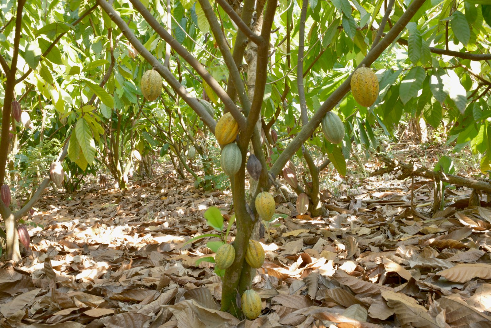 Proceso del Cacao